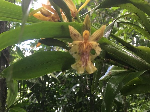 An orchid clings to a tree