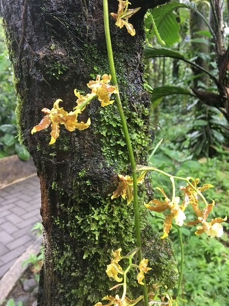 A yellow orchid clings to the side of a tree